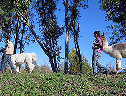 Orange County Llama Walks