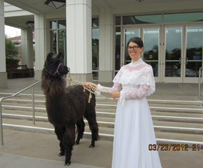 Bridal Party Llama Walk