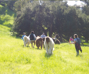 Take a Llama Walk