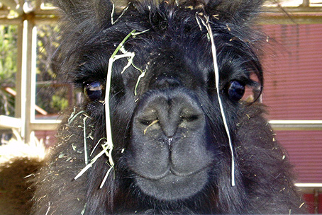 Learn About Llamas