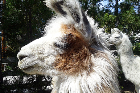 Make Llama Walk Reservations Today